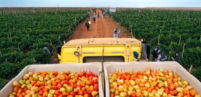 "Australia có trữ lượng lương thực khổng lồ, bên cạnh dân số bản địa thì nguồn dự trữ này đủ để nuôi sống cho vài chục triệu người nữa", nhóm nghiên cứu kết luận.