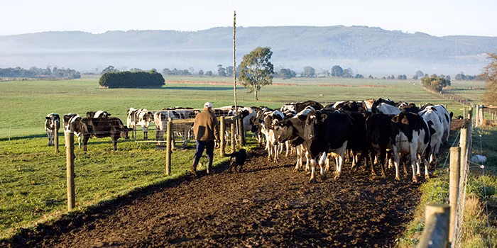 Với khí hậu ôn hòa, đất đai màu mỡ và nguồn hải sản đại dương phong phú, New Zealand là một trong những quốc gia dẫn đầu thế giới về sản xuất lương thực và là một trong những nhà xuất khẩu thực phẩm hàng đầu thế giới, cung cấp cho hàng triệu người trên 120 quốc gia các sản phẩm thực phẩm và đồ uống chất lượng cao cấp.