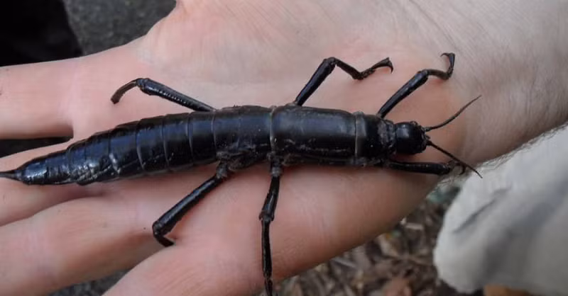 Số lượng bọ que Lord Howe giảm dần cho đến khi cuối cùng chúng được xếp vào loại tuyệt chủng vào những năm 1980. Vài thập kỷ sau, chúng được tìm thấy đang phát triển mạnh trên những ngọn cây ở Balls Pyramid, một hòn đảo cách đảo Lord Howe 20 km về phía Đông Nam.