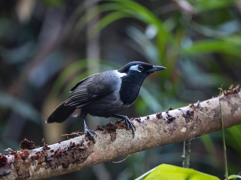 Sau một số suy đoán trong cộng đồng điểu học toàn cầu, họ đã có thể khám phá ra một khám phá tuyệt vời vào tháng 10 năm ngoái.