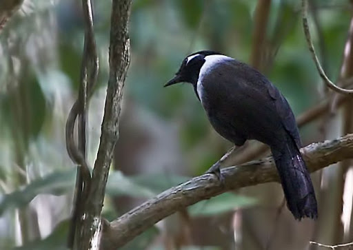 Khoảng thời gian xa rời cuộc sống hiện đại là thời kỳ mất tích dài nhất của bất kỳ loài động vật châu Á nào và con người không biết nó đã làm gì trong suốt 170 năm. Các nhà nghiên cứu giờ đây nghĩ rằng chúng có thể đã ẩn náu trong tầm nhìn dễ thấy của những người đơn giản là không biết cách phát hiện ra chúng.