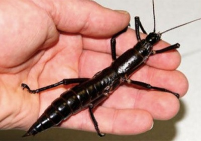 Trên thực tế, việc "hồi sinh" loài côn trùng đặc biệt này không phải là không có thách thức. Các nhà khoa học cho rằng rất khó để phân biệt những sinh vật giống cây gậy này với các loài tương tự.