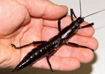 Trên thực tế, việc "hồi sinh" loài côn trùng đặc biệt này không phải là không có thách thức. Các nhà khoa học cho rằng rất khó để phân biệt những sinh vật giống cây gậy này với các loài tương tự.