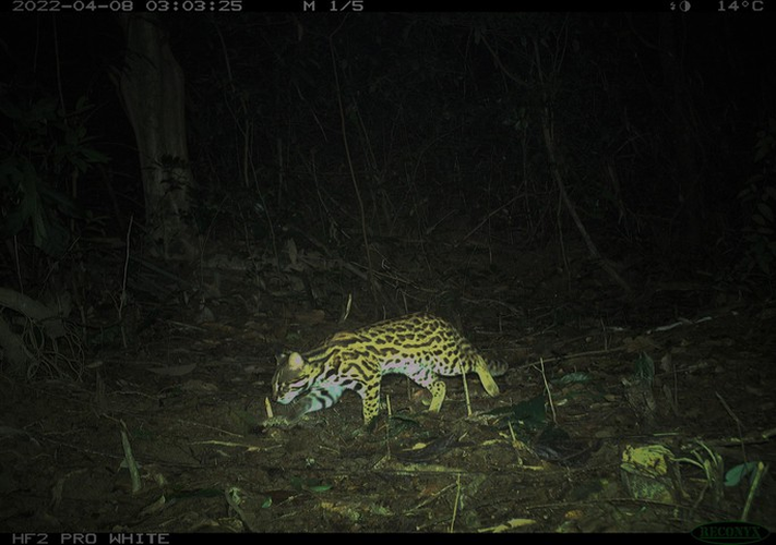 Nguyên nhân là vì chúng có bộ lông sặc sỡ nên nhiều người tìm cách săn bắt để lấy lông hoặc làm thú nuôi. Ngoài ra, nạn phá rừng xảy ra càng nhiều làm cho môi trường sống của mèo rừng cũng bị thu hẹp.