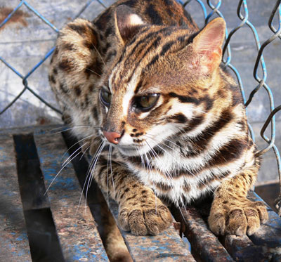 Chiều cùng ngày, Công an xã Quảng Châu đã làm thủ tục bàn giao mèo rừng quý hiếm trên cho Hạt Kiểm lâm huyện Quảng Trạch đưa về Trung tâm Cứu hộ, bảo tồn và Phát triển sinh vật thuộc Ban Quản lý Vườn Quốc gia Phong Nha - Kẻ Bàng để cứu hộ, tái thả về môi trường tự nhiên.