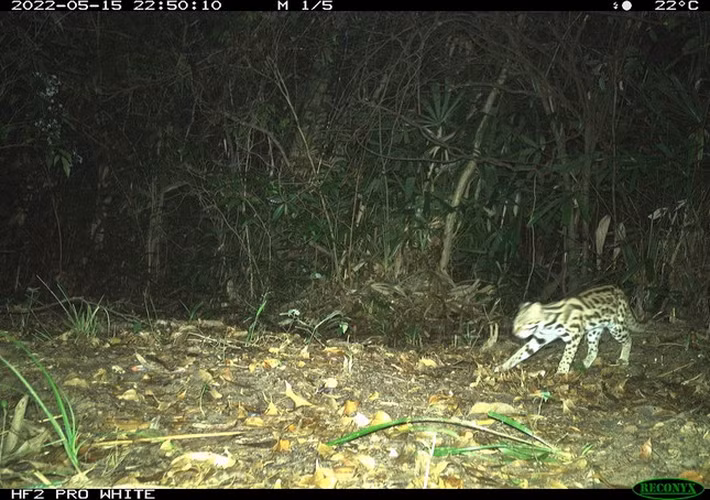 Kích thước mèo gấm tương đương mèo nhà, dài khoảng 60 cm, trọng lượng từ 2-5kg nhưng điểm khác biệt là đuôi khá dài, lên đến 55 cm.