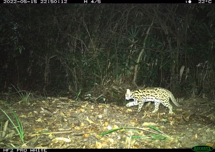 Điểm đặc biệt của mèo gấm là bộ lông tuyệt đẹp, cằm và dưới môi có màu trắng hoặc vàng nhạt, sau tai có đốm trắng. Mèo này có lớp lông dày, mịn, màu xám xanh hoặc xám nâu, nhiều hoa văn cẩm thạch xung quanh, chân và đuôi có nhiều đốm thẫm.