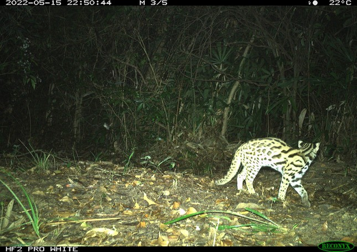 Mèo rừng Việt Nam được đánh giá là một trong những loài khó tìm nhất trên thế giới.