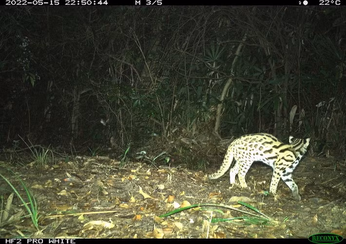 Mèo rừng Việt Nam được đánh giá là một trong những loài khó tìm nhất trên thế giới.