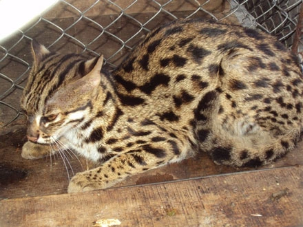 Loài mèo rừng này thường sinh sống ở các khu rừng Đông Nam Á, có họ hàng với loài báo lửa.