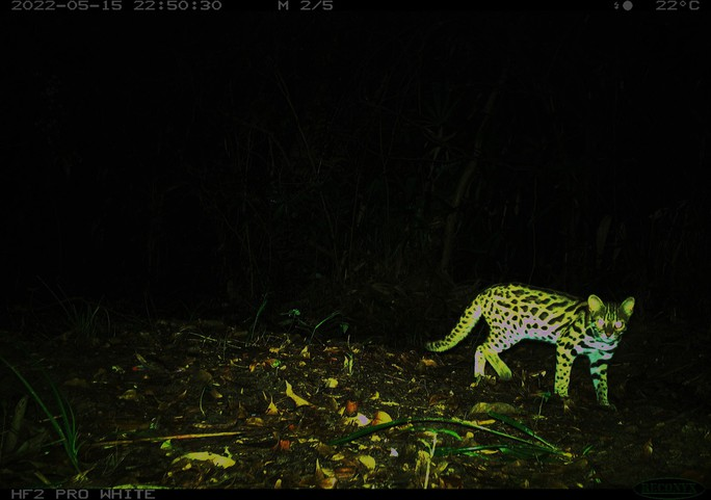 Hiện nay, số lượng mèo gấm trên thế giới chỉ còn khoảng 10.000 con và chúng vẫn đang tiếp tục giảm. Quỹ Thế giới bảo vệ động vật hoang dã (WWF) cảnh báo, mèo rừng Việt Nam đang đứng trước nguy cơ suy giảm về số lượng, được xếp vào Sách đỏ, cần bảo vệ khẩn cấp.