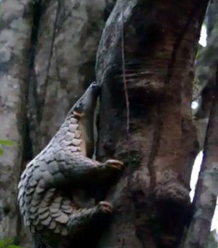 Chân chúng có móng dài và cong. Đuôi chúng khá dài, hơn 4/10 chiều dài. Đuôi khỏe, chắc thịt; chỏm đuôi có da trơn, có thể vin bám vào cành cây khi leo trèo.