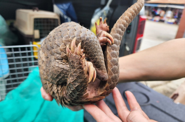 Sau thời gian chăm sóc, Chi cục Kiểm lâm tỉnh Cà Mau đã thả các cá thể khi tê tê Java khỏe mạnh, đủ điều kiện sống trong môi trường tự nhiên.