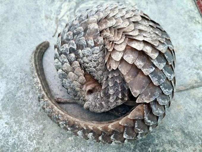 Qua tìm hiểu, ông Huy biết 2 cá thể trên là tê tê Java quý hiếm, không được phép nuôi, nhốt nên đã giao nộp cho cơ quan chức.