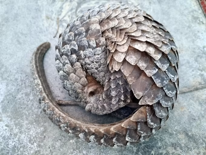 Qua tìm hiểu, ông Huy biết 2 cá thể trên là tê tê Java quý hiếm, không được phép nuôi, nhốt nên đã giao nộp cho cơ quan chức.