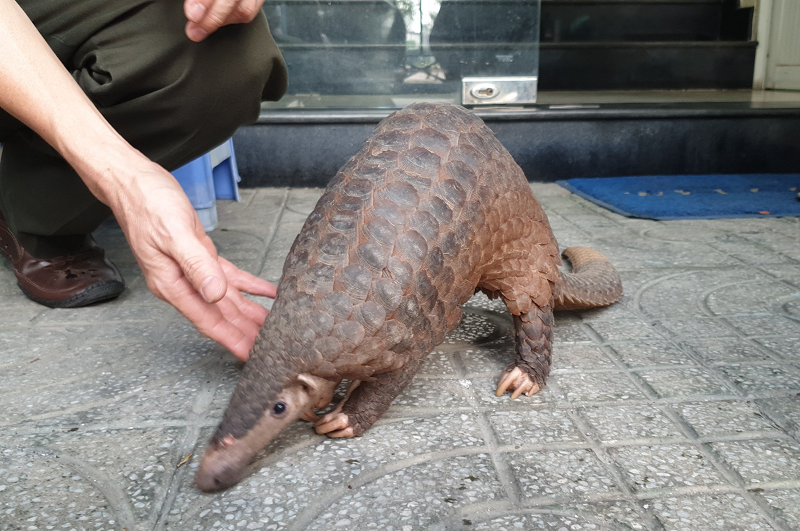 Đây là loàiđộng vật rừng quý hiếmthuộc Nhóm IB theo Nghị định số 06 của Chính phủ được ưu tiên bảo vệ và nghiêm cấm khai thác, sử dụng, mua bán, tiêu thụ dưới mọi hình thức.