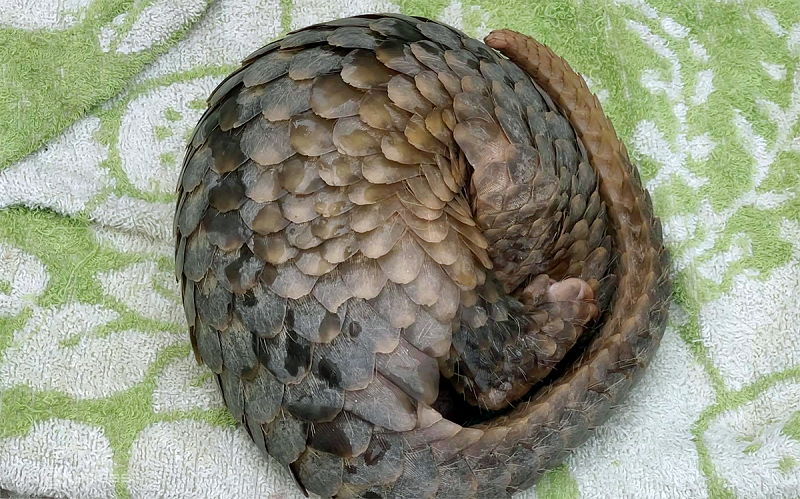 Tê tê Java là loài động vật có vú thuộc Bộ tê tê, chúng có vảy bao phủ thân mình chỉ chừa phần bụng và mặt trong tứ chi. Ở những phần đó có lông thưa.