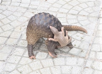 Mới đây, Chi cục Kiểm lâm tỉnh Cà Mau cho hay đã phối hợp cùng các đơn vị liên quan tổ chức thả 2 cá thể tê tê Java về lại môi trường tự nhiên.