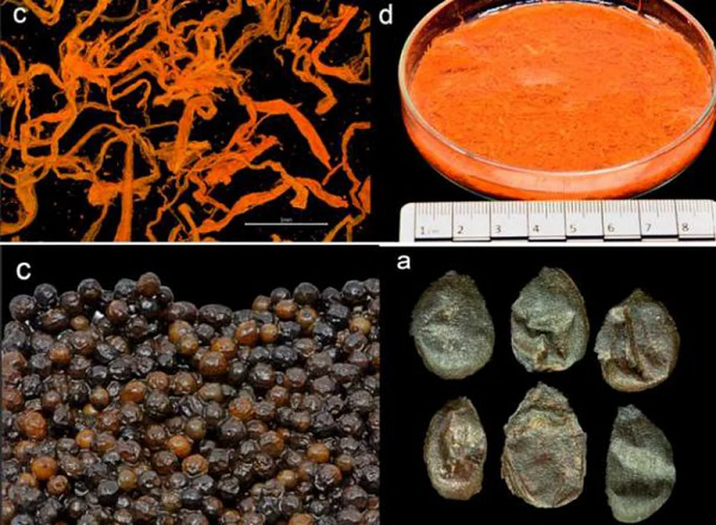 Chúng bao gồm cả những thứ nhỏ bé và mong manh như hạnh nhân, gừng, hạt tiêu, đinh hương, mù tạt, nghệ tây...