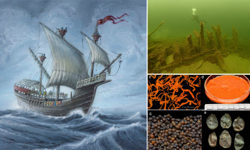 Các nhà khoa học cho rằng khả năng lớn nhất vẫn là môi trường đặc biệt mà con tàu ma đã chìm vào. Vị trí đặc biệt của nó khiến tảo biển trôi dạt mắc vào tàu rất nhiều, dẫn đến lượng tảo lắng đọng theo mùa bao bọc con tàu cực dày.