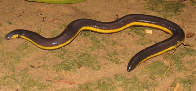 Hơn nữa, thân hình của bò sát, có sọc dọc nâu vàng trơn bóng cùng chiếc đầu dẹt ngoe nguẩy của loài ếch giun này lại càng khiến người ta liên tưởng đến những loài rắn độc có màu sắc nổi bật, bắt mắt.