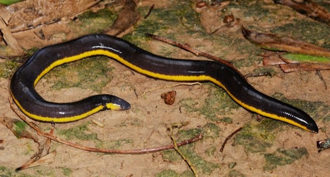 Trong số những loài ếch giun có mặt trên thế giới, loài ếch giun kỳ lạ này đứng đầu danh sách những loài lưỡng cư độc dị, có tên khoa học là Ichthyophis bannanicus, thuộc họ ếch giun Ichthyophiidae và bộ không chân Gymnophiona, ếch giun không giống bất cứ một loài ếch nào khác, chúng không có chân.