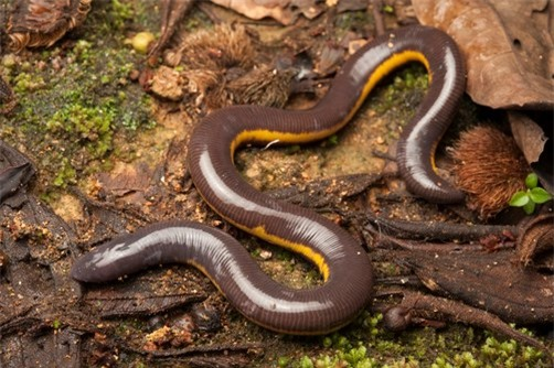 Hiện, ếch giun mới chỉ được phát hiện ở một số vùng của Việt Nam và Vân Nam, Trung Quốc, có giá trị rất lớn trong nghiên cứu khoa học nhưng môi trường sống bị thu hẹp nghiêm trọng khi đất rừng bị thu hẹp, xói mòn, do sử dụng thuốc trừ sâu và phân hóa học, do lũ lụt kéo dài dễ làm chúng chết ngạt trong đất.