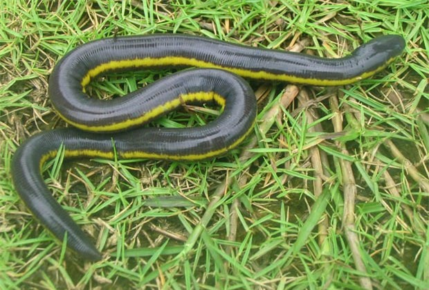 Thường sống ở những nơi có độ cao có thể lên tới 900 – 1000m, chui luồn trong đất, hang của loài vật này thường ở những nơi đất xốp sâu khoảng từ 20 – 30cm gần ao hồ hay chui rúc dưới các tảng đá lớn nằm cạnh các con suối. Thức ăn của chúng là loài giun đất, côn trùng khác.