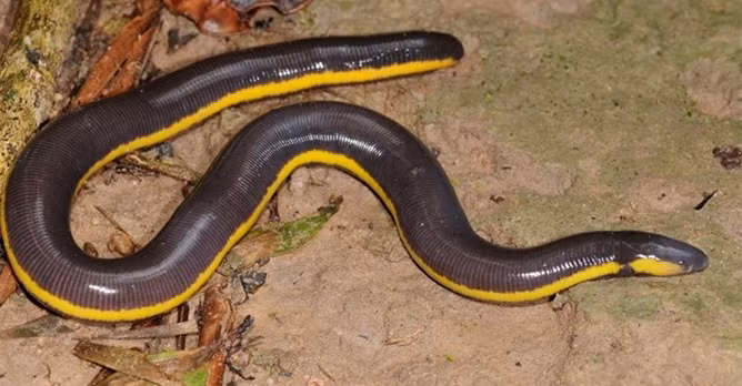 Sở dĩ có tên gọi là ếch giun bởi ngoại hình của loài ếch này giống hệt như một con giun khổng lồ. Tuy vậy, với sọc vàng nổi bật hai cạnh sườn và chiều dài từ 10 - 30cm ếch giun độc dị vẫn khiến nhiều người chết khiếp, lầm tưởng nó là con non của một loài rắn lạ.