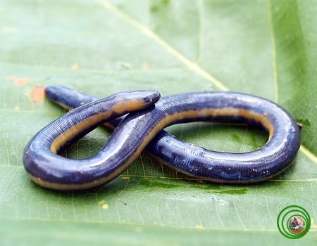  Sinh vật nửa ếch - rắn - giun siêu "dị" này được các nhà khoa học gọi là ếch giun, một loài vật thuộc họ lưỡng cư phân bố ở khá nhiều vùng rừng núi của Việt Nam, trải dài từ Thái Nguyên cho đến Cà Mau.