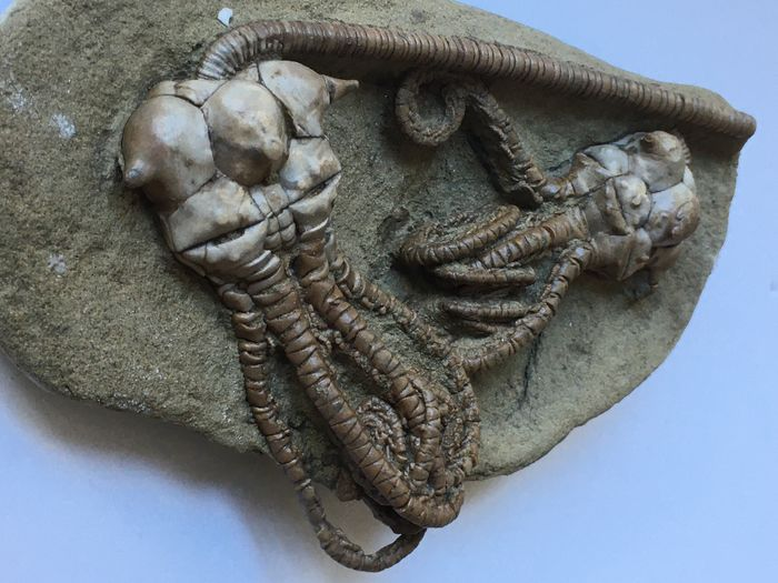 Các loài crinoids có một lịch sử lâu dài. Chúng là những động vật da gai đầu tiên xuất hiện trong hồ sơ hóa thạch và vẫn giữ được cấu trúc ban đầu trong suốt lịch sử lâu dài của chúng. Crinoids cực kỳ phổ biến trong Đại Cổ sinh.