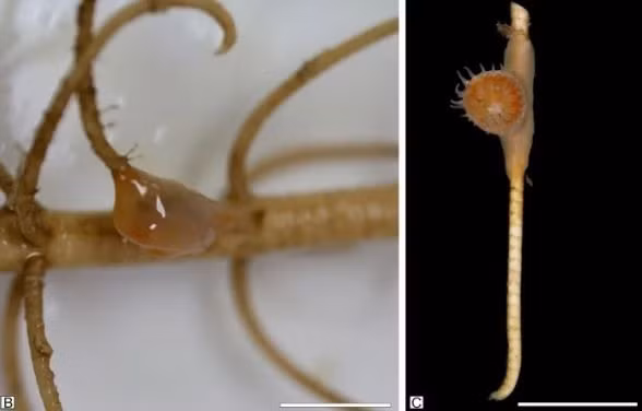 Những mẫu vật này đại diện cho "các dữ liệu và kiểm nghiệm chi tiết đầu tiên" về quần hợp gần đây của "một crinoid (vật chủ) và một hexacoral (epibiont)", các nhà nghiên cứu nêu trong công bố. Do đó, "các phân tích về các quần hợp này có thể làm sáng tỏ thêm về hiểu biết về các quần hợp phổ biến trong Đại Cổ sinh này".