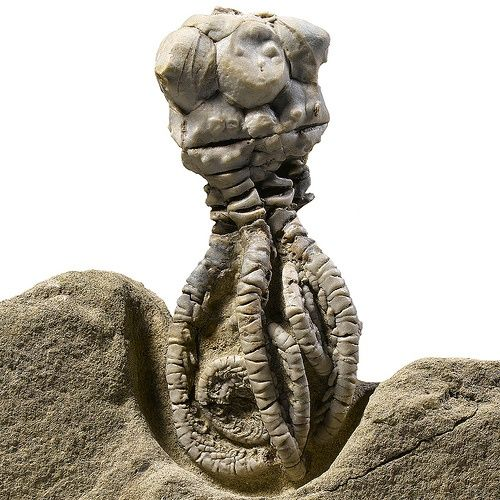 Hóa thạch của loài trông giống người ngoài hành tinh này từng xuất hiện rất nhiều ở vùng biển nông bao phủ phần lớn Tây Úc trong thời kỳ Permi - được phát hiện lần đầu tiên vào năm 1949 bởi người quản lý trạm gia súc Jimba Jimba, nơi đặt tên cho chi này.