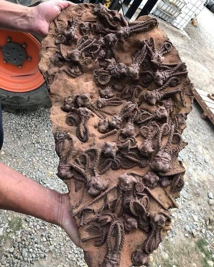 Các loài huệ biển và san hô khác đã xuất hiện trong Đại Trung sinh, sau sự kiện tuyệt chủng kỷ Permi–kỷ Trias, nhưng chưa bao giờ các nhà khoa học thấy hai loài này có mối quan hệ cộng sinh.