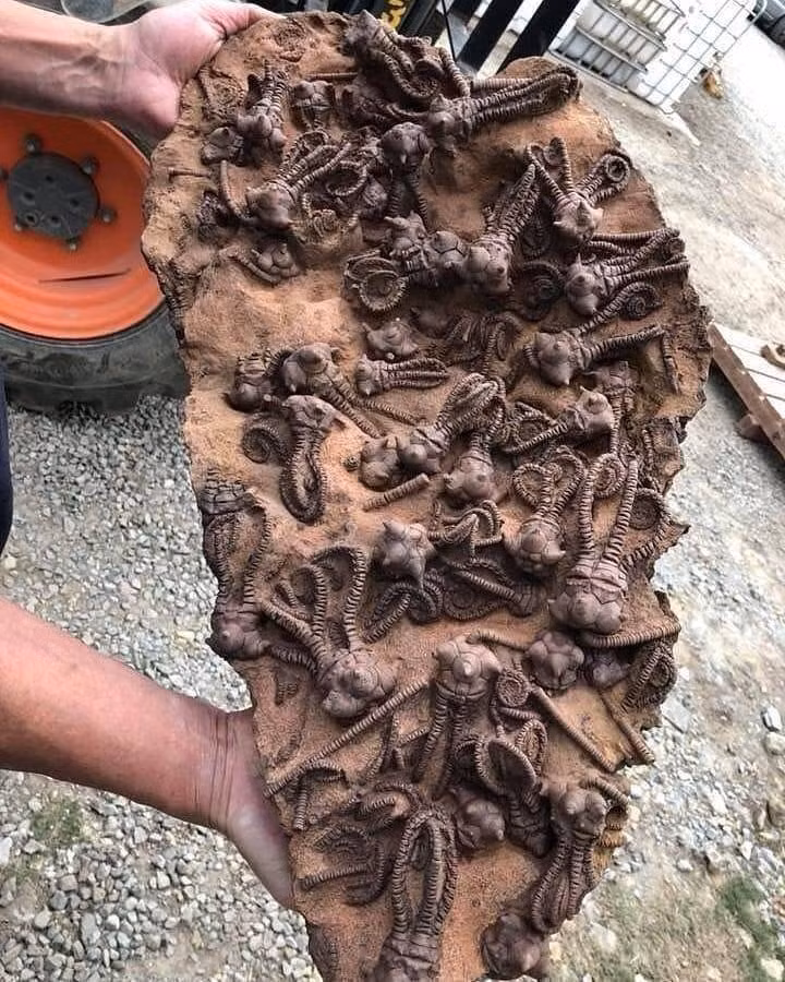 Các loài huệ biển và san hô khác đã xuất hiện trong Đại Trung sinh, sau sự kiện tuyệt chủng kỷ Permi–kỷ Trias, nhưng chưa bao giờ các nhà khoa học thấy hai loài này có mối quan hệ cộng sinh.