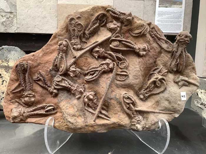 Trên thực tế, hóa thạch 280 triệu năm tuổi này thuộc về loài Jimbacrinus crinoids, hay còn gọi là hoa loa kèn biển, và được tìm thấy ở Tây Úc. Những sinh vật biển này sống cách đây khoảng 280 triệu năm, trong thời kỳ Permi và hóa thạch của chúng cung cấp những hiểu biết có giá trị về sự tiến hóa và sự đa dạng của sự sống trên Trái đất.