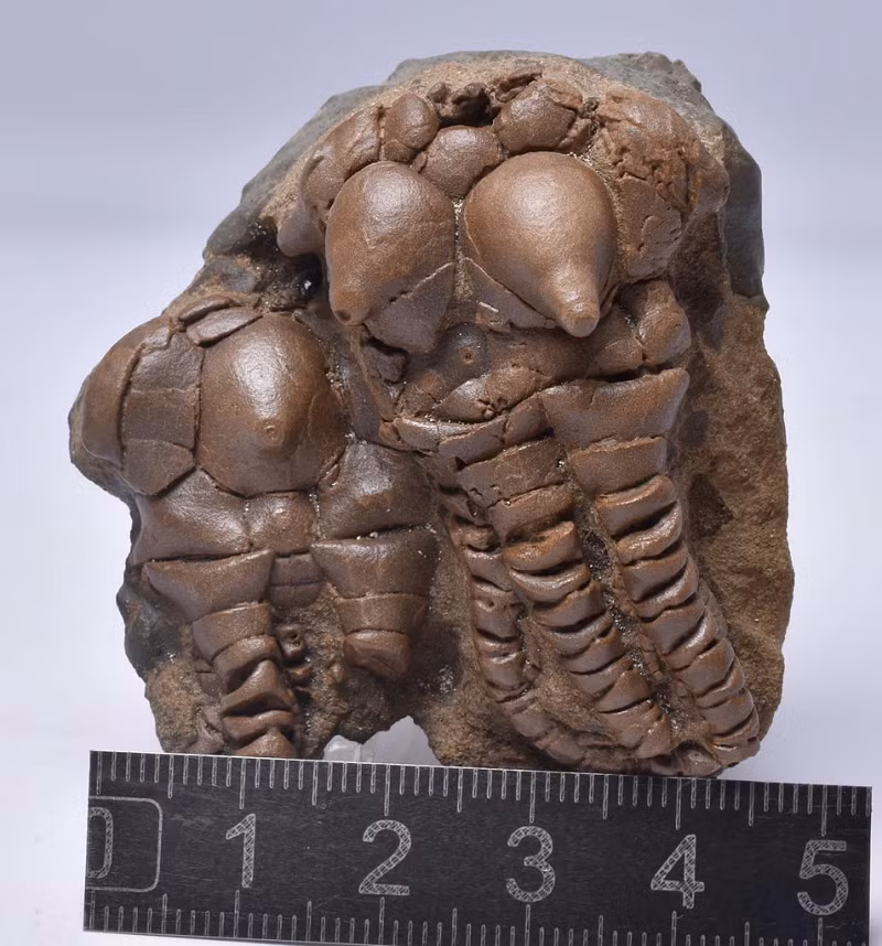 Ông J Bostock (người đặt tên cho loài này) đã tìm thấy các hóa thạch của loài Jimbacrinus crinoids trong hệ tầng Cundlego, một hệ tầng sa thạch được tạo ra bởi sự lắng đọng của lũ lụt và bão trong thời kỳ Permi sớm khoảng 275 triệu năm trước.