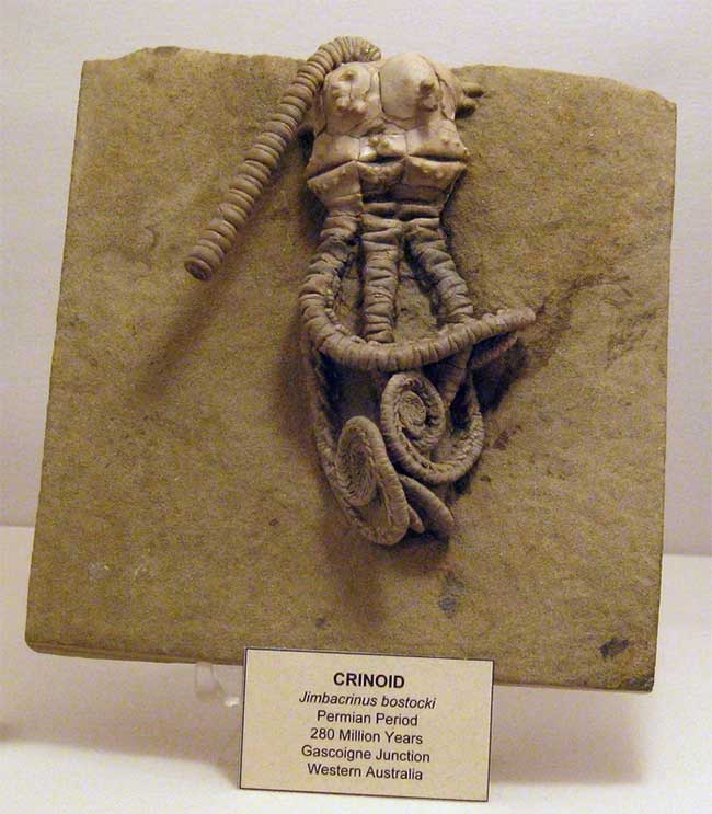 Các hóa thạch của loài này lần đầu tiên được công chúng chú ý thông qua một hình ảnh được lan truyền rộng rãi trên mạng xã hội. Hình ảnh cho thấy chúng được sắp xếp thành một nhóm, cho thấy chúng đã bị chôn vùi trong đá trầm tích của môi trường sống tự nhiên của chúng.