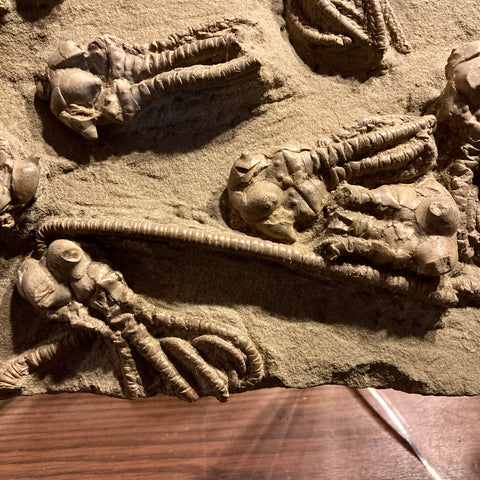 Tuy nhiên, những cá thể sinh vật đáy này đã biến mất khỏi hồ sơ hóa thạch khoảng 273 triệu năm trước, sau khi các loài huệ biển và san hô cụ thể được đề cập đã tuyệt chủng.