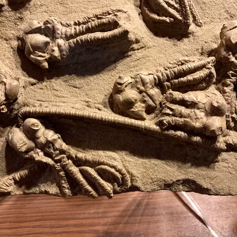 Tuy nhiên, những cá thể sinh vật đáy này đã biến mất khỏi hồ sơ hóa thạch khoảng 273 triệu năm trước, sau khi các loài huệ biển và san hô cụ thể được đề cập đã tuyệt chủng.