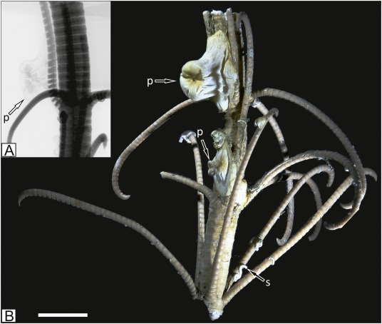 Epibiont là một sinh vật sống trên bề mặt của một sinh vật sống khác, trong khi hexacoral là một phân lớp san hô. Trong Đại Cổ sinh, huệ biển và san hô dường như đã thực sự hòa hợp với nhau. Dữ liệu hóa thạch đáy biển chứa đầy những sinh vật này.
