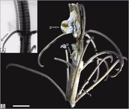 Epibiont là một sinh vật sống trên bề mặt của một sinh vật sống khác, trong khi hexacoral là một phân lớp san hô. Trong Đại Cổ sinh, huệ biển và san hô dường như đã thực sự hòa hợp với nhau. Dữ liệu hóa thạch đáy biển chứa đầy những sinh vật này.