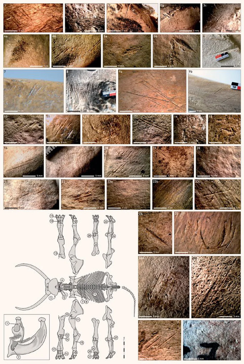 Theo nghiên cứu mới đây, dẫn đầu bởi giáo sư Sabine Gaudzinski-Windheuser từ Trường Đại học Johannes Gutenberg ở Mainz và cơ quan nghiên cứu khảo cổ MONREPOS (Đức) đã phân tích tập hợp voi ngà thẳng phong phú nhất được biết đến từ trước đến nay.