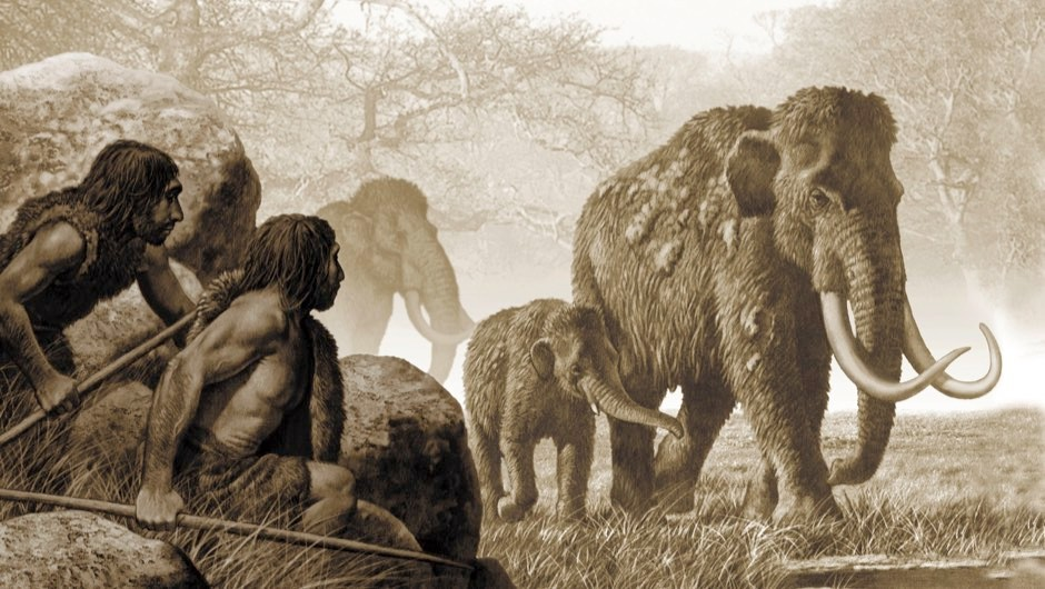 Các nhà khoa học dự đoán rằng quái thú tuyệt chủng này cũng có tập tính giống voi hiện đại, các con đực đi lẻ bầy nên đã trở thành mục tiêu săn bắt của người Neanderthals.