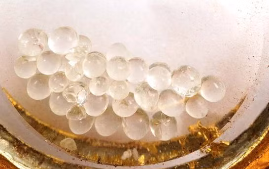 Xá lị hay xá lợi là những hạt nhỏ có dạng viên tròn trông giống ngọc trai hay pha lê hình thành sau khi thi thể được hỏa táng hoặc thân cốt sau khi chết của các vị cao tăng Phật giáo. Xá lợi được lưu giữ với mục đích để tỏa ra "phước lành" hoặc "ân sủng"trong tâm trí và kinh nghiệm của những người có liên hệ với nó. Xá lợi cũng được tin có khả năng xua đuổi tà ác trong truyền thống Phật giáo Himalaya.