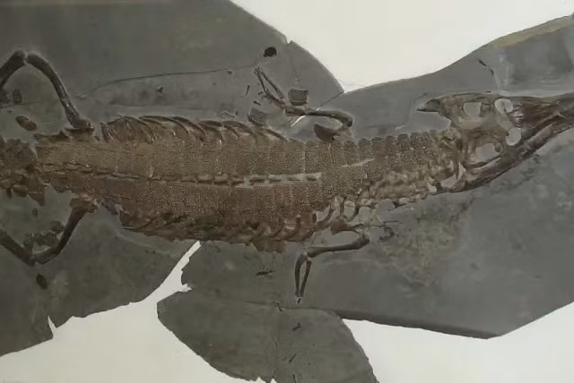 Các tác giả đã phân tích di truyền bộ xương hoàn chỉnh nhất của Turnersuchus hingleyae được tìm thấy ở Anh gần đây và xác định rằng nó phải có nguồn gốc từ một "dòng dõi ma" chưa từng biết, đã xuất hiện từ 200 triệu năm trước, tức thuộc kỷ Tam Điệp, cùng thời gian xuất hiện của cá sấu cổ đại.