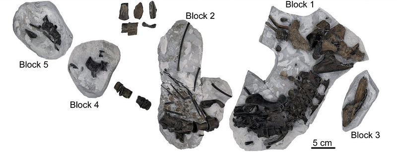 Thalattosuchia, thường được gọi dân dã là "cá sấu biển" hoặc "cá sấu đại dương" là thành viên nổi bật của các hệ sinh thái biển từ đầu Kỷ Jura cho đến đầu Kỷ Phấn Trắng.