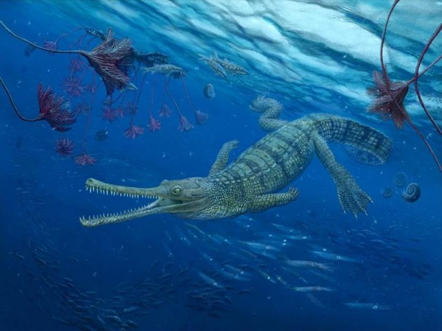 Tổ tiên ma này có thể là một loài cá sấu biển thực thụ, tổ tiên chung của cả thalattosuchia và cá sấu. Cho đến nay chưa có hóa thạch nào được nghi ngờ là thuộc về loài "ma" được mô tả này, nhưng không có nghĩa nó không tồn tại, theo nhóm nghiên cứu.