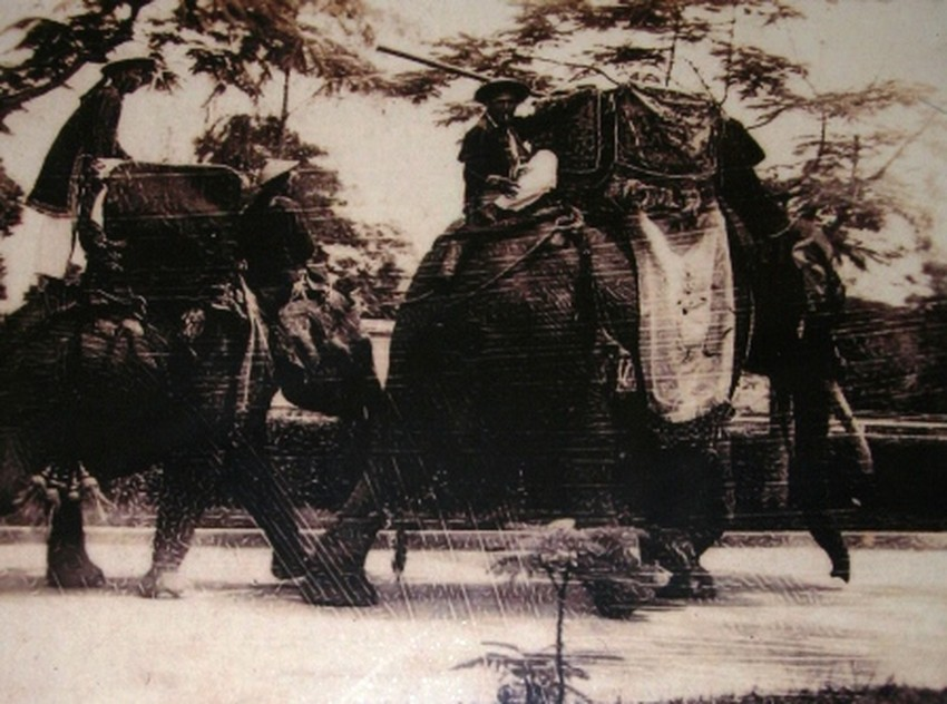 Voi diễu hành trong Đại Nội ngày Lễ quốc khánh.