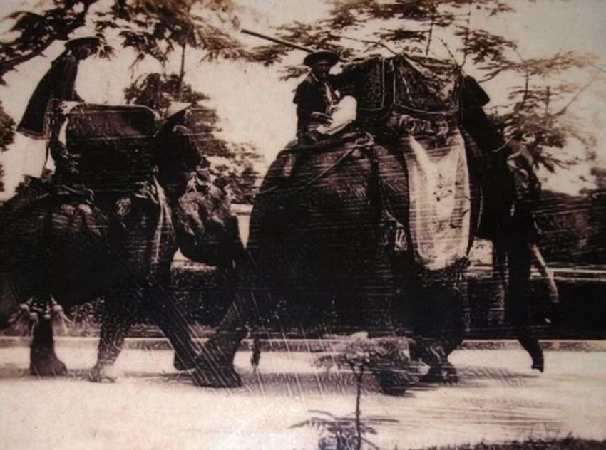 Voi diễu hành trong Đại Nội ngày Lễ quốc khánh.